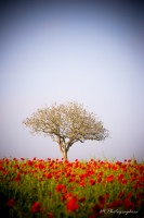 L'arbre aux coquelicots