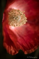 le côté obscur du coquelicot